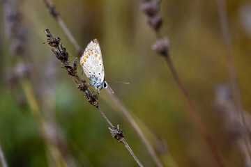 butterfly on a dry flower in the field 