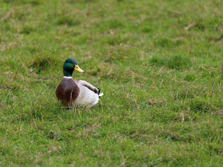 Obraz premium Male Mallard Duck