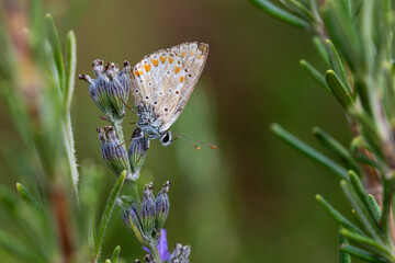 butterfly on a dry flower