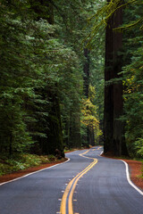 Road winding through a redwood forest.