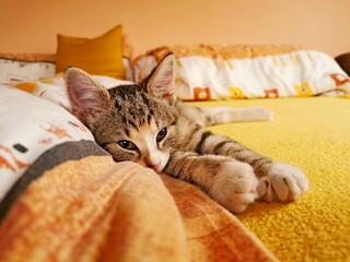 Cat, tabby kitten lies on the bed along the duvet