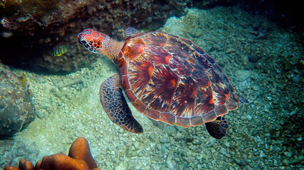 Fototapeta na wymiar Underwater shot of wild sea turtle swimming among tropical corals and fishes. Aquatic marine life, ocean reptiles in their natural habitat. Wildlife nature