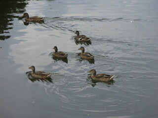 wild ducks swim in a rural pond
