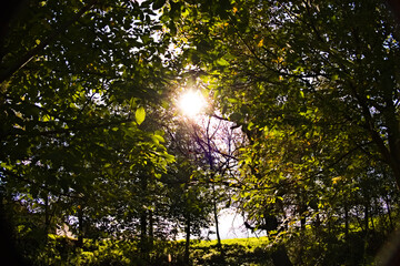 sun shining through tree