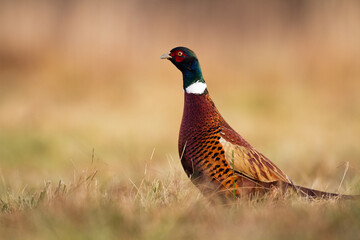 Common pheasant Phasianus colchius Ring-necked pheasant in natural habitat, male grassland	