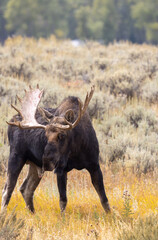 Bull Moose in Wyoming in Autumn