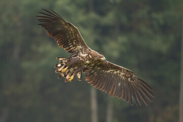 Majestic predator White-tailed eagle, Haliaeetus albicilla in Poland wild nature flying bird	