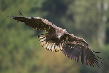 Fototapeta na wymiar Majestic predator White-tailed eagle, Haliaeetus albicilla in Poland wild nature flying bird 