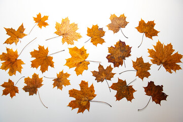 Set of brown orange autumn maple leaves isolated on white background