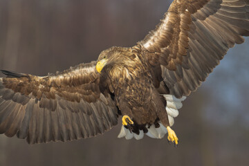 Majestic predator White-tailed eagle, Haliaeetus albicilla in Poland wild nature flying bird	