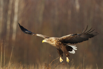 Majestic predator White-tailed eagle, Haliaeetus albicilla in Poland wild nature flying bird	