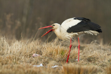 Bird White Stork Ciconia ciconia hunting time early spring in Poland europe