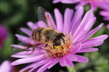Bee collects nectar from New York aster flowers. Aster Novi-Belgii. Michaelmas Daisy. Erigeron glaucus or Sea Breeze plant.