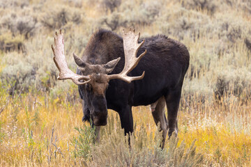 Obraz premium Bull Moose in Wyoming in Autumn