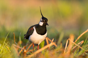 Bird Lapwing Vanellus vanellus on green background spring time close up	