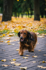 Red cute dachshund dog walks in autumn park 