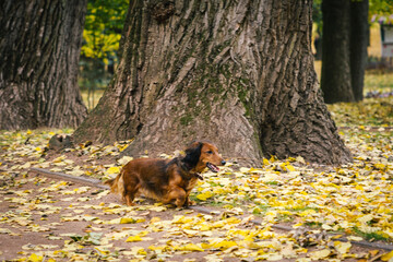 Red cute dachshund dog in autumn park walking near a large tree trunk