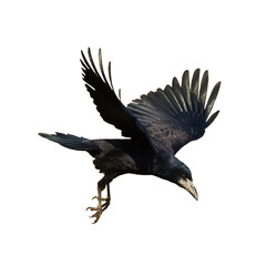 Fototapeta premium Rook Corvus frugilegus flying black bird isolated on white background 