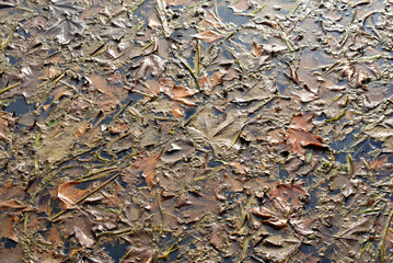 Surface de l'eau couverte de feuilles mortes à l'automne