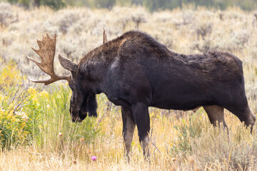 Bull Moose in Wyoming in Autumn