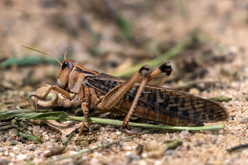 A migratory locust (Locusta Migratoria)