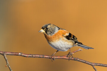 Bird Brambling Fringilla montifringilla male sittting on the branch, winter time orange background, Poland Europe, migratory bird