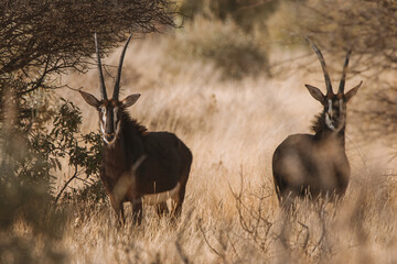 Sable antelope in the wild in southern Africa