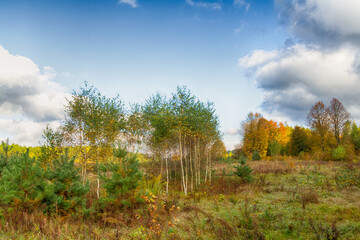 Landscape autumn field with colourful trees, autumn Poland, Europe and amazing blue sky with clouds, sunny day