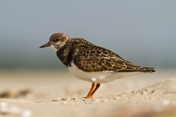 bird - Ruddy Turnstone migratory Arenaria interpres shorebird, migratory bird, Poland Europe Baltic Sea