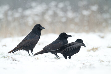 beautiful raven Corvus corax sitting on the snow, winter time North Poland Europe