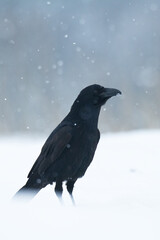beautiful raven Corvus corax sitting on the snow, winter time North Poland Europe