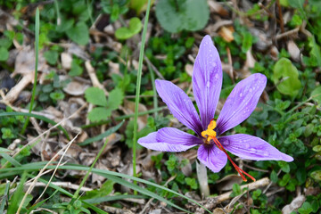 The crocus sprouted in autumn in the dried up meadow