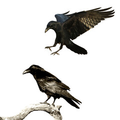Birds flying ravens isolated on white background Corvus corax. Halloween - mix two birds	