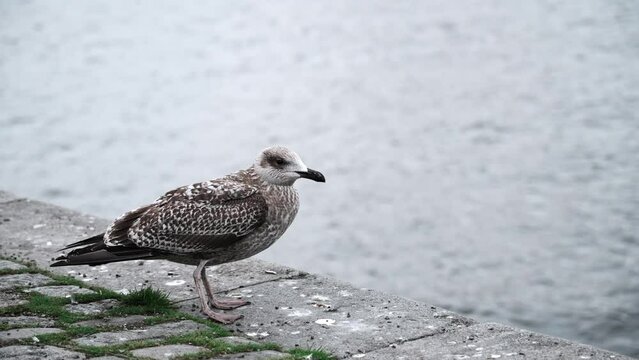 Adult seagull stands in front of the sea. White and brown seabird is resting in a harbor. Animal life and ornithology.