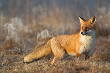 Fox Vulpes vulpes in autumn scenery, Poland Europe, animal walking among autumn meadow in amazing warm light	