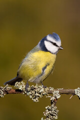 Bird - Blue Tit Cyanistes caeruleus perched on tree	