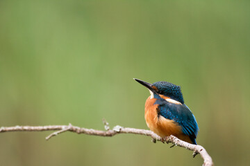 Kingfisher Alcedo atthis common kingfisher, bird - Poland, Europe	
