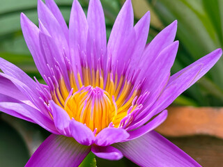 Beautiful organic violet botanic flower. Fresh purple lotus blooming. Floral and gardening concept.