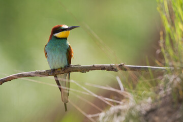 European Bee-Eater Merops apiaster perched on Branch near Breeding Colony. Wildlife scene of Nature in Northern Poland - Europe	