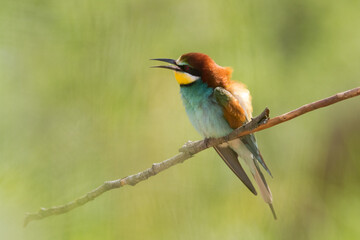 European Bee-Eater Merops apiaster perched on Branch near Breeding Colony. Wildlife scene of Nature in Northern Poland - Europe	