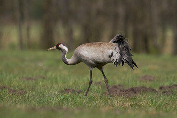 Obraz na płótnie Canvas Wild common crane, grus grus, walking on hay field in spring nature. Large feathered bird landing on meadow from side view. Animal wildlife in wilderness.