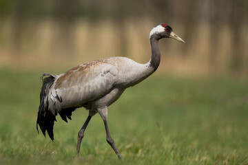 Wild common crane, grus grus, walking on hay field in spring nature. Large feathered bird landing on meadow from side view. Animal wildlife in wilderness.
