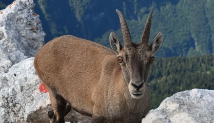Stambecco