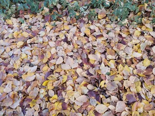 Autumn Foliage, Fallen To The Ground. Picturesque And Colorful Background