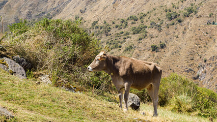 Cow standing on green hill in Cusco peru