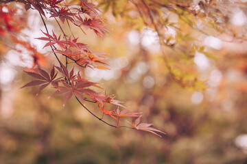 Red maple tree leaf and branch in the Fall season