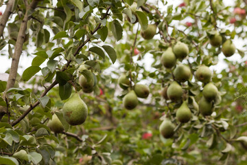 Ripe pears on the branch. Small depth of field
