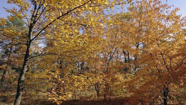 deciduous trees branches with yellow leaves autumn landscape in sunlight