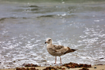 A juvenile western gull searching for food on the seashore.