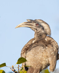 A Grey Hornbill looking back from a tree